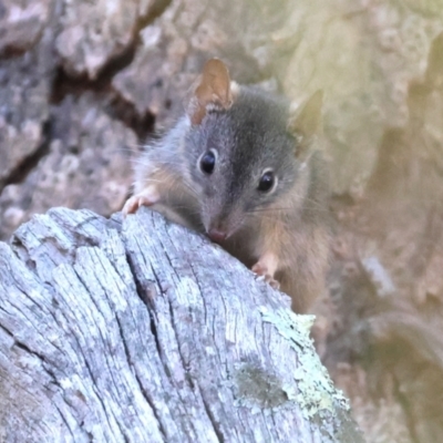 Antechinus flavipes (Yellow-footed Antechinus) at Chiltern-Mt Pilot National Park - 17 Feb 2024 by KylieWaldon