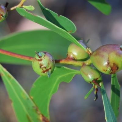 Unidentified Eucalyptus Gall at Chiltern, VIC - 16 Feb 2024 by KylieWaldon