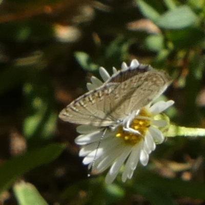 Unidentified Blue or Copper (Lycaenidae) at Murga, NSW - 14 Feb 2024 by Paul4K