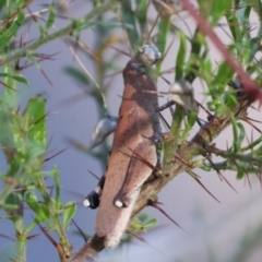 Goniaea opomaloides (Mimetic Gumleaf Grasshopper) at Chiltern-Mt Pilot National Park - 17 Feb 2024 by KylieWaldon