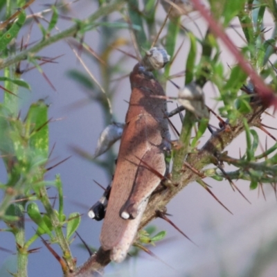 Goniaea opomaloides (Mimetic Gumleaf Grasshopper) at Chiltern-Mt Pilot National Park - 17 Feb 2024 by KylieWaldon
