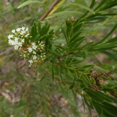 Platysace lanceolata (Shrubby Platysace) at Nangar National Park - 15 Feb 2024 by Paul4K