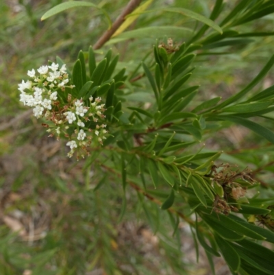 Platysace lanceolata (Shrubby Platysace) at Nangar National Park - 14 Feb 2024 by Paul4K