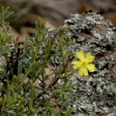 Unidentified Other Shrub at Nangar National Park - 14 Feb 2024 by Paul4K