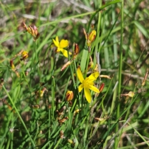 Tricoryne elatior at The Pinnacle - 13 Feb 2024