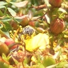 Apiformes (informal group) (Unidentified bee) at Ainslie Volcanics Grassland (AGQ) - 17 Feb 2024 by MichaelMulvaney