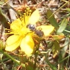 Apiformes (informal group) at Ainslie Volcanics Grassland (AGQ) - 17 Feb 2024