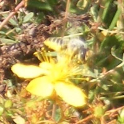 Megachile (Eutricharaea) sp. (genus & subgenus) (Leaf-cutter Bee) at Ainslie Volcanics Grassland (AGQ) - 17 Feb 2024 by MichaelMulvaney