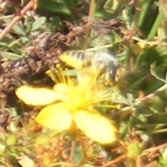 Megachile (Eutricharaea) sp. (genus & subgenus) (Leaf-cutter Bee) at Ainslie Volcanics Grassland (AGQ) - 16 Feb 2024 by MichaelMulvaney