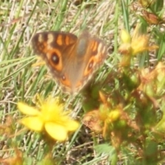 Junonia villida (Meadow Argus) at Ainslie Volcanics Grassland (AGQ) - 16 Feb 2024 by MichaelMulvaney