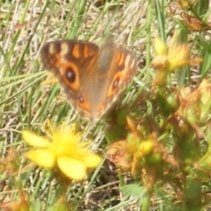 Junonia villida at Ainslie Volcanics Grassland (AGQ) - 17 Feb 2024