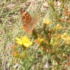 Junonia villida at Ainslie Volcanics Grassland (AGQ) - 17 Feb 2024