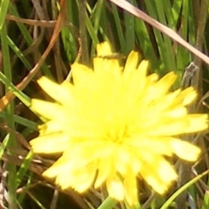 Dasytinae (subfamily) at Ainslie Volcanics Grassland (AGQ) - 17 Feb 2024