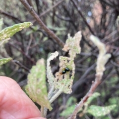 Nisotra sp. (genus) (Flea beetle) at Flynn, ACT - 16 Feb 2024 by Rosie