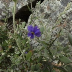 Dampiera lanceolata (Lance-leaf Dampiera) at Murga, NSW - 14 Feb 2024 by Paul4K