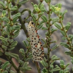 Utetheisa (genus) (A tiger moth) at Murga, NSW - 15 Feb 2024 by Paul4K