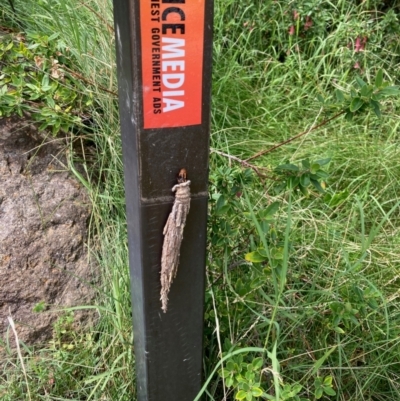 Metura elongatus (Saunders' case moth) at Flynn, ACT - 16 Feb 2024 by Rosie