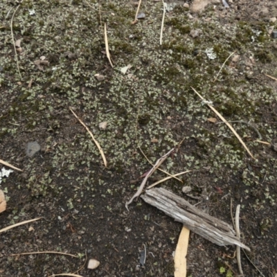 Unidentified Moss, Liverwort or Hornwort at Nangar National Park - 14 Feb 2024 by Paul4K
