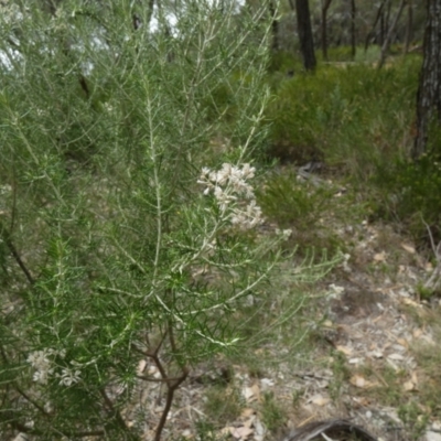 Cassinia laevis (Cough Bush) at Nangar National Park - 14 Feb 2024 by Paul4K