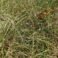 Wahlenbergia sp. (Bluebell) at Chisholm, ACT - 17 Feb 2024 by MattS