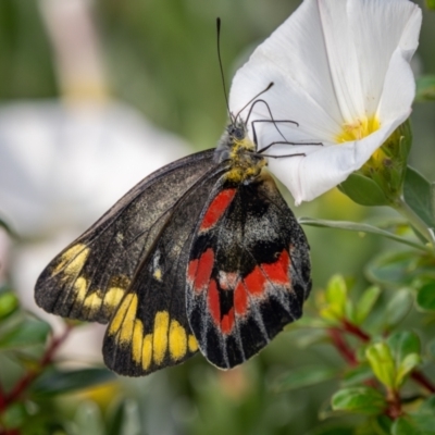 Delias harpalyce (Imperial Jezebel) at QPRC LGA - 16 Feb 2024 by lizpaul376