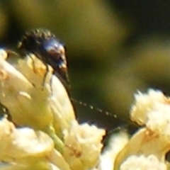 Mordella sp. (genus) (Pintail or tumbling flower beetle) at Ainslie, ACT - 16 Feb 2024 by MichaelMulvaney