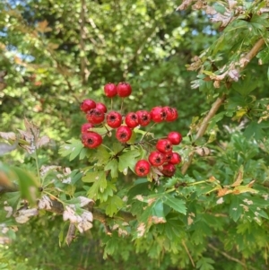 Crataegus monogyna at Tuggeranong Pines - 17 Feb 2024 12:41 PM