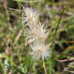 Rytidosperma sp. at The Pinnacle - 13 Feb 2024