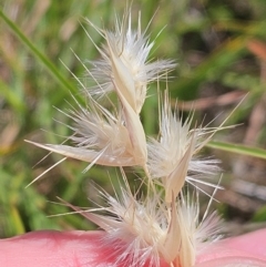 Rytidosperma sp. at The Pinnacle - 13 Feb 2024 11:59 AM