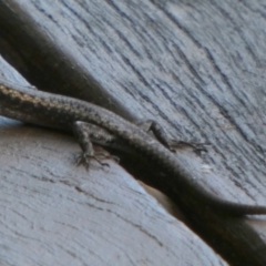 Cryptoblepharus virgatus at Murga, NSW - 15 Feb 2024 by Paul4K