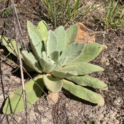 Verbascum thapsus subsp. thapsus (Great Mullein, Aaron's Rod) at Chisholm, ACT - 17 Feb 2024 by MattS