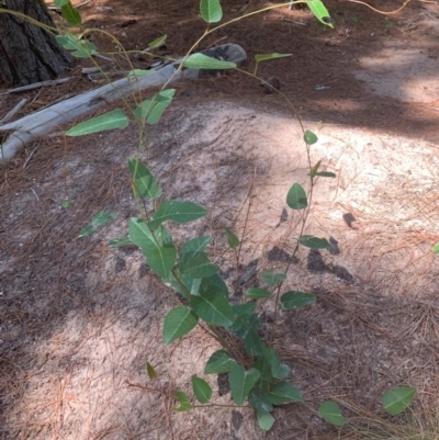 Hardenbergia violacea (False Sarsaparilla) at Chisholm, ACT - 17 Feb 2024 by MattS