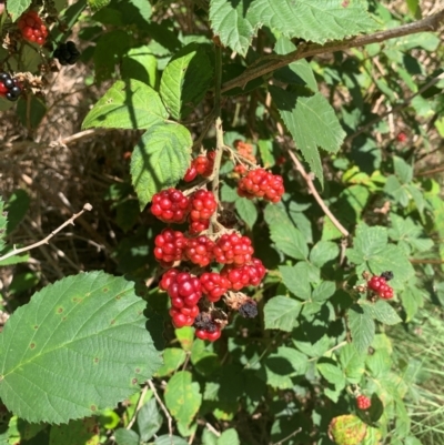 Rubus anglocandicans (Blackberry) at Chisholm, ACT - 17 Feb 2024 by MattS
