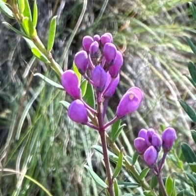 Comesperma ericinum (Heath Milkwort) at QPRC LGA - 16 Feb 2024 by yellowboxwoodland