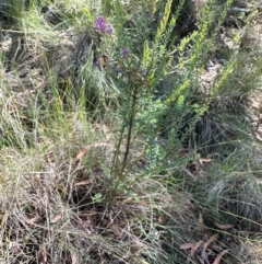 Comesperma ericinum at QPRC LGA - suppressed