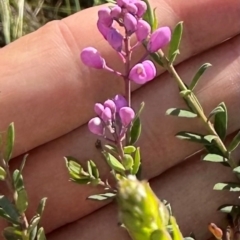 Comesperma ericinum at QPRC LGA - suppressed