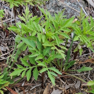 Bidens subalternans (Greater Beggars Ticks) at The Pinnacle - 16 Feb 2024 by sangio7