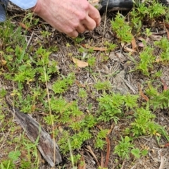 Bidens subalternans at The Pinnacle - 16 Feb 2024