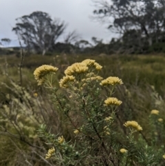 Cassinia monticola (Mountain Cassinia) at Namadgi National Park - 16 Feb 2024 by MattM