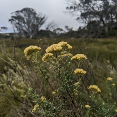 Cassinia monticola (Mountain Cassinia) at Namadgi National Park - 17 Feb 2024 by MattM