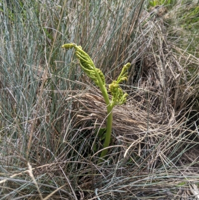 Botrychium australe (Austral Moonwort) at Cotter River, ACT - 17 Feb 2024 by MattM