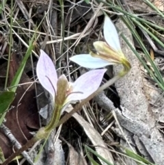 Eriochilus cucullatus (Parson's Bands) at QPRC LGA - 17 Feb 2024 by yellowboxwoodland