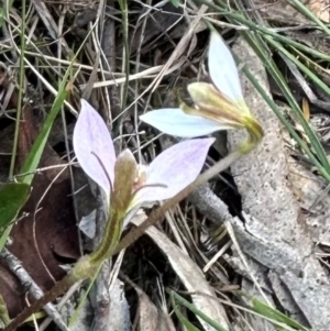 Eriochilus cucullatus at QPRC LGA - suppressed