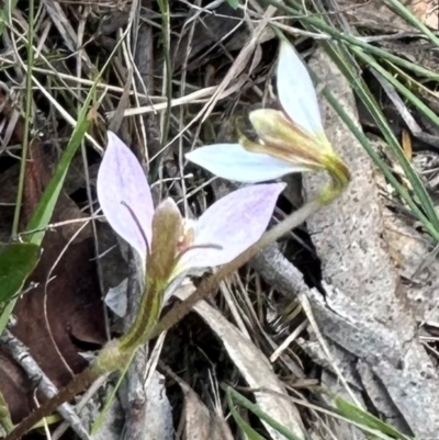 Eriochilus cucullatus (Parson's Bands) at QPRC LGA - 16 Feb 2024 by yellowboxwoodland