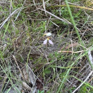 Eriochilus cucullatus at QPRC LGA - suppressed