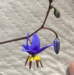 Dianella revoluta var. revoluta (Black-Anther Flax Lily) at QPRC LGA - 17 Feb 2024 by yellowboxwoodland