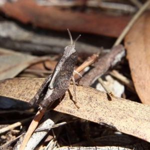 Cirphula pyrrhocnemis at Higgins Woodland - 17 Feb 2024