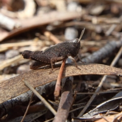 Cirphula pyrrhocnemis at Higgins Woodland - 17 Feb 2024