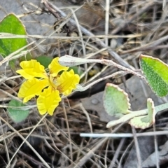 Goodenia hederacea subsp. hederacea (Ivy Goodenia, Forest Goodenia) at The Pinnacle - 17 Feb 2024 by sangio7