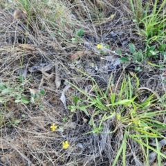 Goodenia hederacea subsp. hederacea at The Pinnacle - 17 Feb 2024 09:10 AM